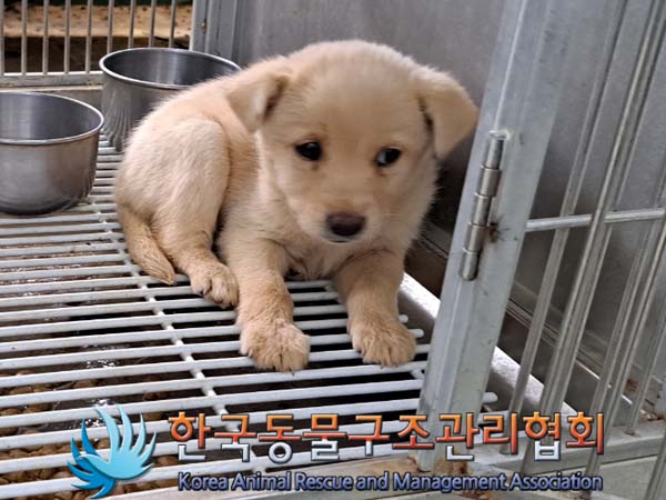 종료(안락사) 믹스…
